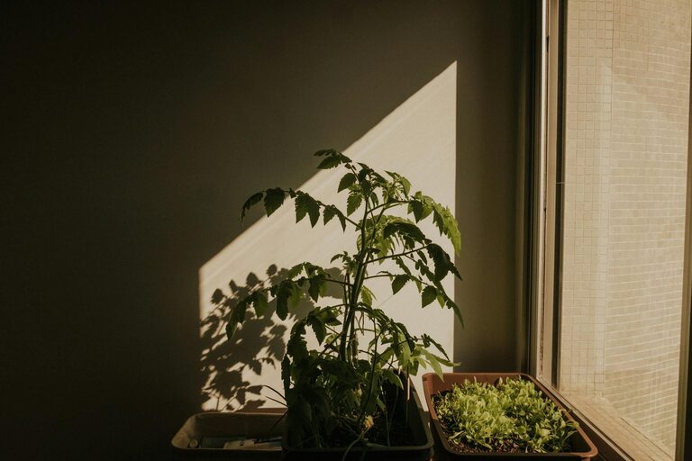 Tips for Creating a Sustainable Home Garden Throughout the Year